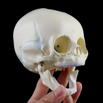 1: 1 den Menneskelige Fostrets Baby, Spædbarn Medicinsk Kraniet Anatomisk Skelet Model Undervisning Forsyninger til Medicinsk Videnskab 0
