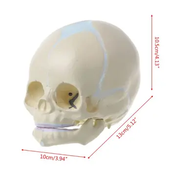 1: 1 den Menneskelige Fostrets Baby, Spædbarn Medicinsk Kraniet Anatomisk Skelet Model Undervisning Forsyninger til Medicinsk Videnskab 2