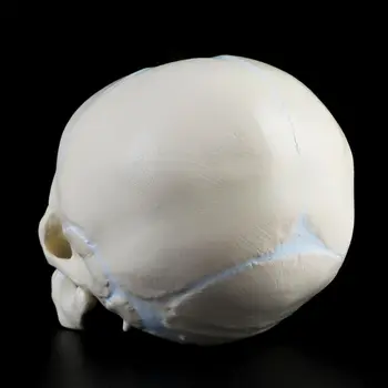 1: 1 den Menneskelige Fostrets Baby, Spædbarn Medicinsk Kraniet Anatomisk Skelet Model Undervisning Forsyninger til Medicinsk Videnskab 4