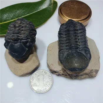 1pc Naturlige trilobiter fossile eksemplarer Fossile eksemplarer af gamle organismer dannet ægte 500 millioner år gamle matrix 4-6cm 1