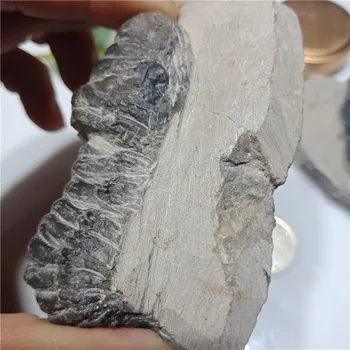 1pc Naturlige trilobiter fossile eksemplarer Fossile eksemplarer af gamle organismer dannet ægte 500 millioner år gamle matrix 4-6cm 2