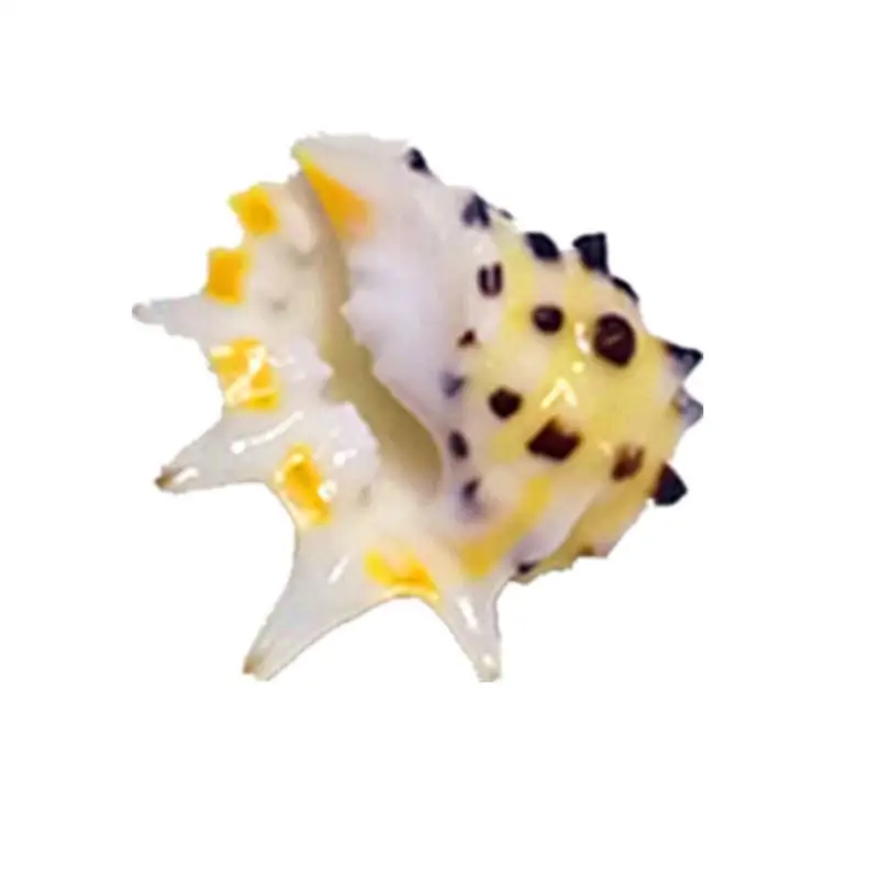 Sjældne naturlige conch shell 2-3 cm gule tænder sjældne specime samling sneglen shell kammusling muslingeskaller havet tilbehør 1