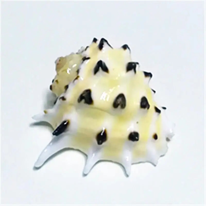Sjældne naturlige conch shell 2-3 cm gule tænder sjældne specime samling sneglen shell kammusling muslingeskaller havet tilbehør 2