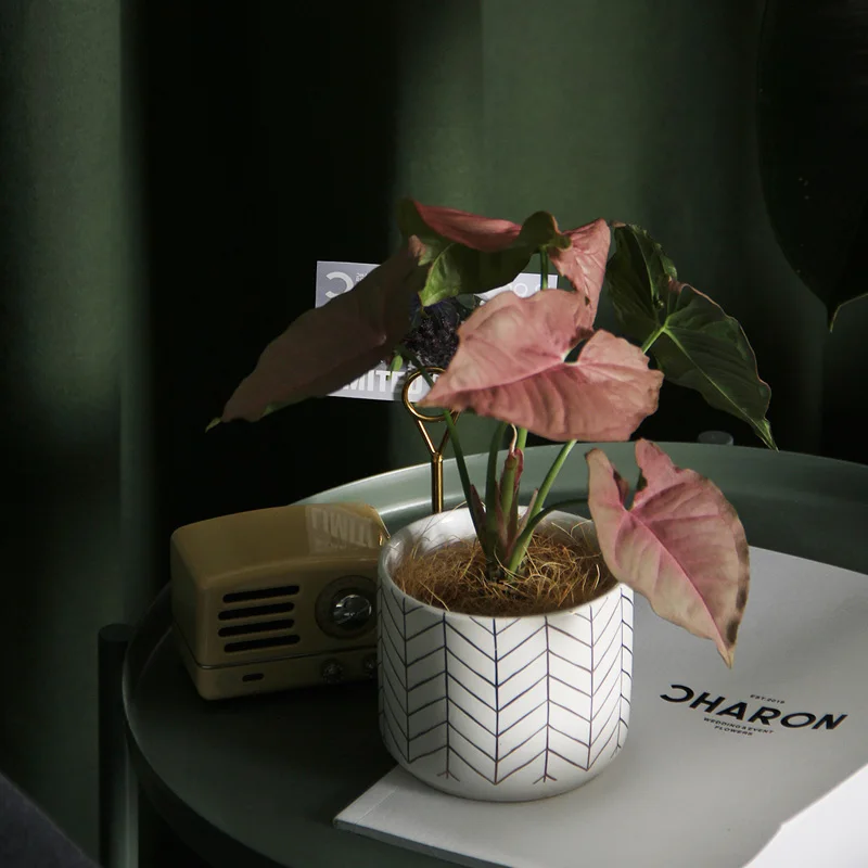 Nordisk Runde Pletter, Keramik Flower Pot Indendørs Desktop Hvid Porcelæn Saftige Urtepotte Have Moderne Hjem Decor 2