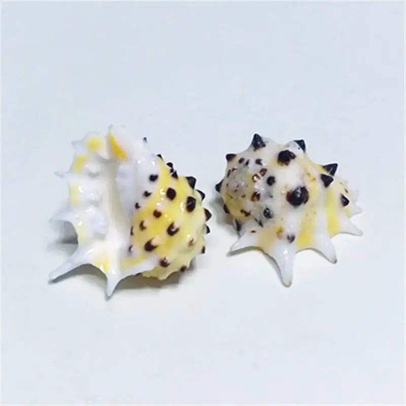 Sjældne naturlige conch shell 2-3 cm gule tænder sjældne specime samling sneglen shell kammusling muslingeskaller havet tilbehør 3