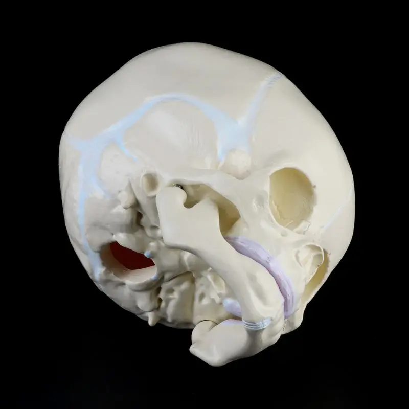 1: 1 den Menneskelige Fostrets Baby, Spædbarn Medicinsk Kraniet Anatomisk Skelet Model Undervisning Forsyninger til Medicinsk Videnskab 5