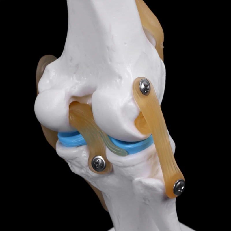 Menneskelige Anatomiske Knæleddet Fleksibel Skelet Model Medicinsk Læring Støtte Anatomi 5