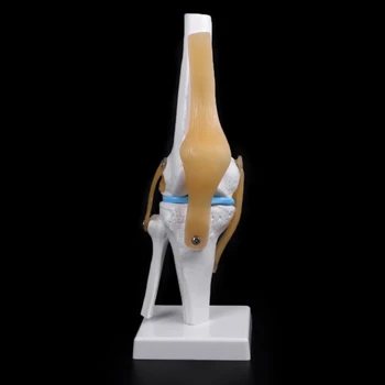 Menneskelige Anatomiske Knæleddet Fleksibel Skelet Model Medicinsk Læring Støtte Anatomi 1
