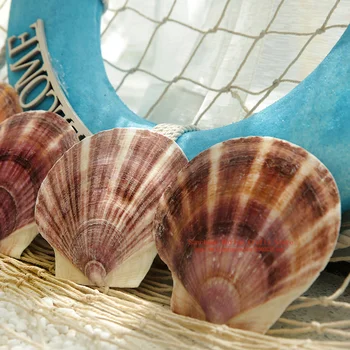 Naturlige Conch Shell Middelhavet Ocean Beach Akvarium Fish Tank Dekoration Male Graffiti Kammuslinger Dekoration Håndværk Ornament 0