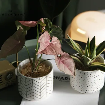 Nordisk Runde Pletter, Keramik Flower Pot Indendørs Desktop Hvid Porcelæn Saftige Urtepotte Have Moderne Hjem Decor 3