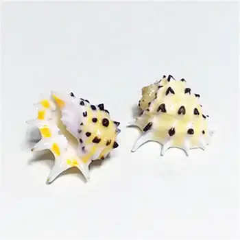 Sjældne naturlige conch shell 2-3 cm gule tænder sjældne specime samling sneglen shell kammusling muslingeskaller havet tilbehør 0